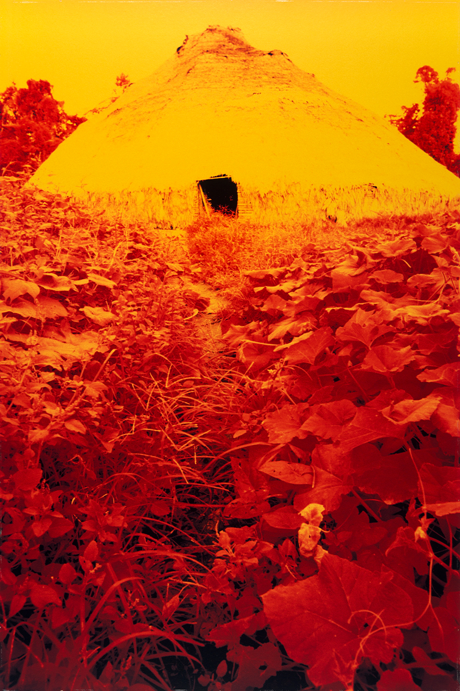 Claudia Andujar | Maloca rodeada de folhas de batata doce da série A casa, 1974