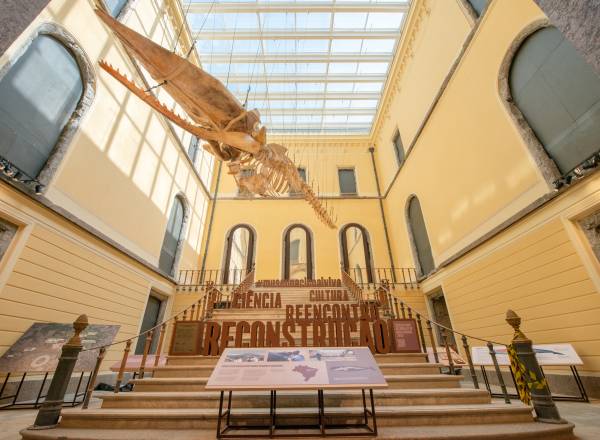 museu-nacional-reabertura-incendio-rio-de-janeiro-mostra-dinossauro